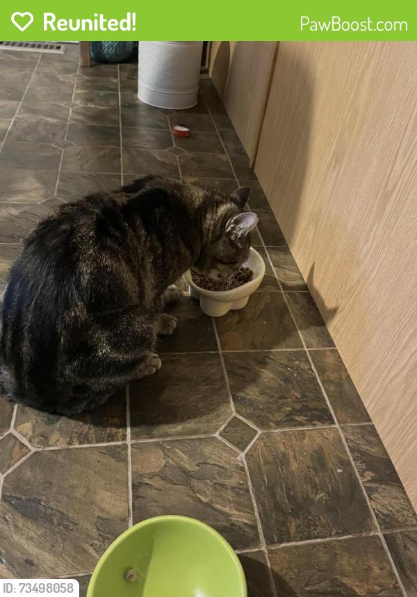 Reunited Male Cat last seen Fanshawe&Adelaide, London, ON N5X 4L6