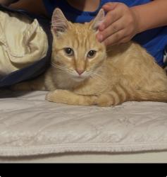 Reunited Female Cat last seen Virginia ave, Hermitage, PA 16148
