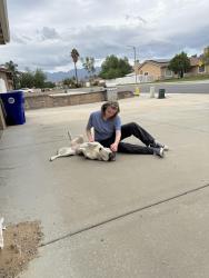 Found/Stray Female Dog last seen Bohnert & Maple, Rialto, CA 92377