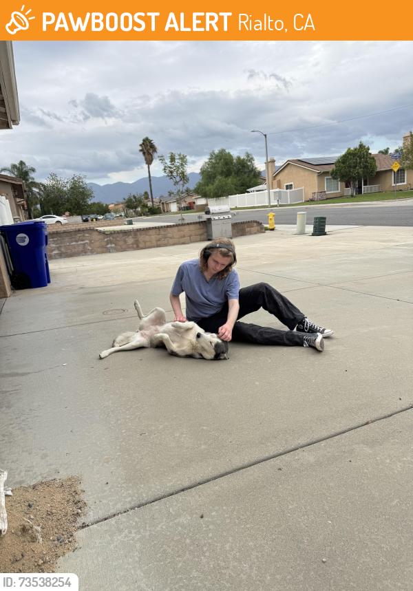 Found/Stray Female Dog last seen Bohnert & Maple, Rialto, CA 92377
