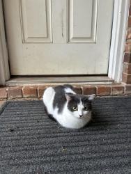 Reunited Female Cat last seen Near Henderson middle school, DeKalb County, GA 30341