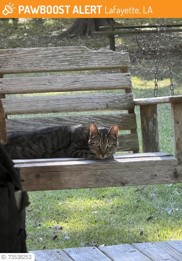 Found/Stray Unknown Cat last seen L.O. PECK subdivision, Lafayette, LA 70508