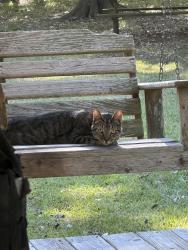 Found/Stray Unknown Cat last seen L.O. PECK subdivision, Lafayette, LA 70508