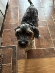 Reunited Female Dog last seen 27th Avenue and Indian School Road, Phoenix, AZ 85017