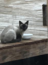 Found/Stray Unknown Cat last seen Athenian street, Athens, TN 37303