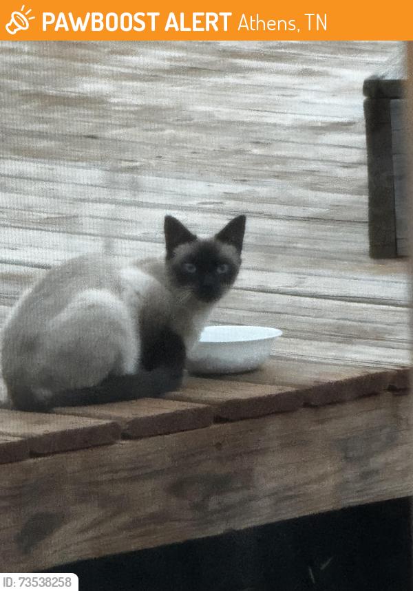 Found/Stray Unknown Cat last seen Athenian street, Athens, TN 37303