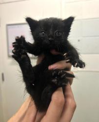 Shelter Stray Female Cat last seen Near N 600 E, North Salt Lake, UT 84054, USA, 1422 E 600 N, Fruit Heights, UT 84037, USA