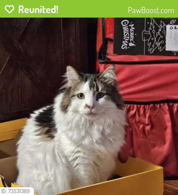 Reunited Male Cat last seen Near block of Worth Drive between E 11 St & Stevens Drive, Cheyenne, WY 82001
