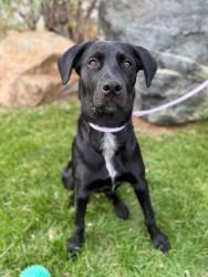 Shelter Stray Female Dog last seen Near US-89, Layton, UT 84040, USA, 1422 E 600 N, Fruit Heights, UT 84037, USA