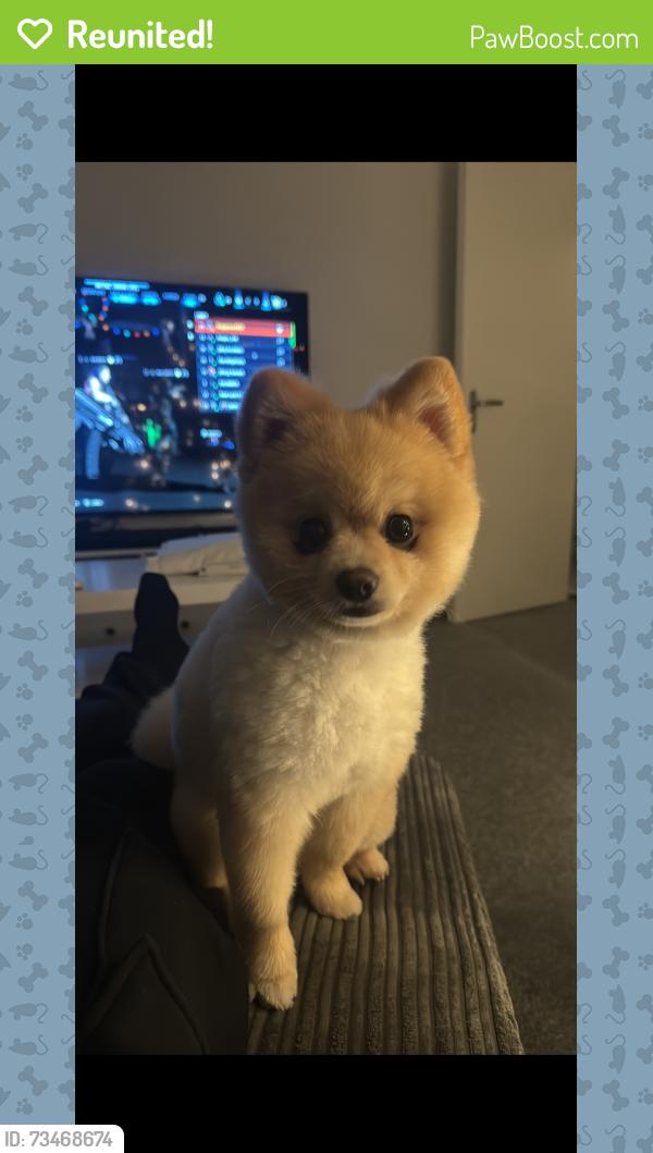 Reunited Male Dog last seen Duppas hill park, Greater London, England CR0 4BA