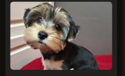 Reunited Male Dog last seen Emmott Elementary School, Houston, TX 77065