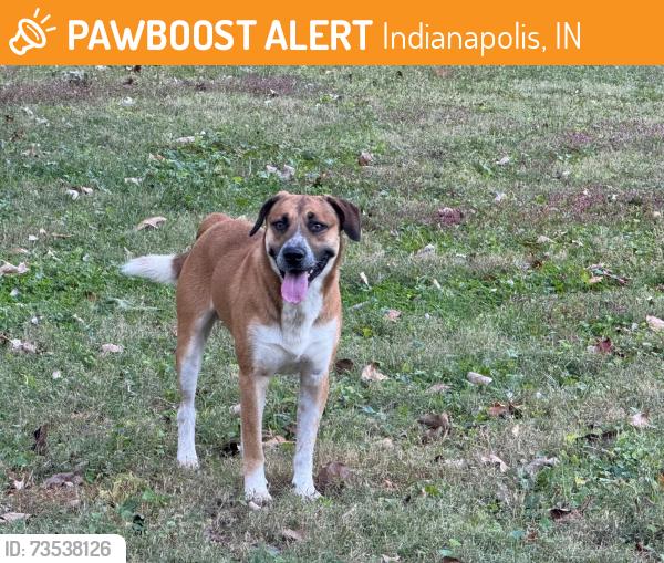 Found/Stray Unknown Dog last seen Bertha Ross Park, Indianapolis, IN 46208