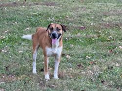 Found/Stray Unknown Dog last seen Bertha Ross Park, Indianapolis, IN 46208