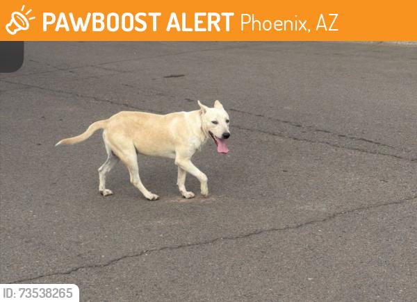 Found/Stray Male Dog last seen Near n encanto, Phoenix, AZ 85009