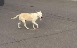 Found/Stray Male Dog last seen Near n encanto, Phoenix, AZ 85009