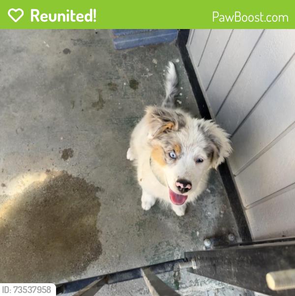 Reunited Female Dog last seen Marysville, Marysville, CA 95901