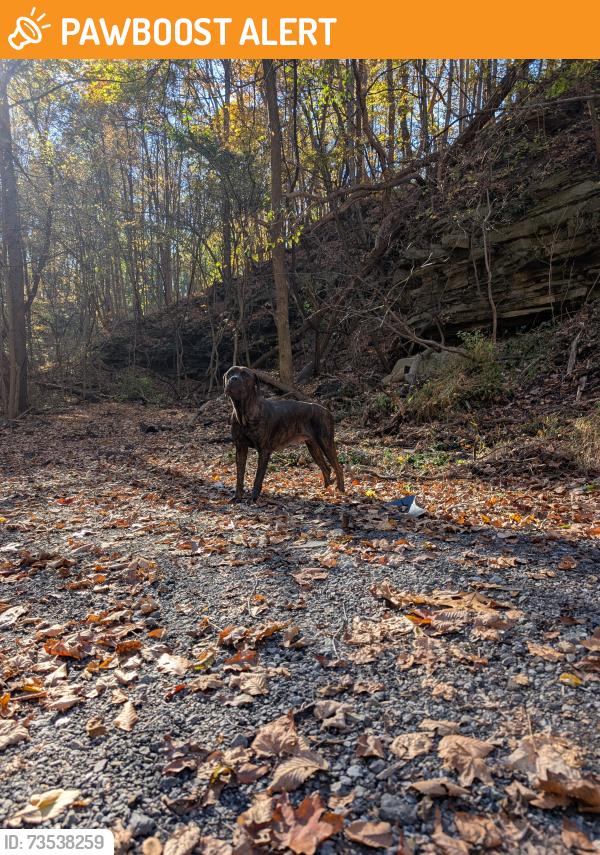 Rehomed Female Dog last seen lougeauy road, Penn Hills Municipality, PA 15235