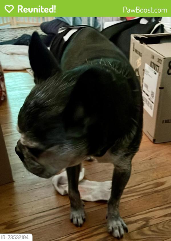 Reunited Male Dog last seen Mower Street, Philadelphia, PA 19119
