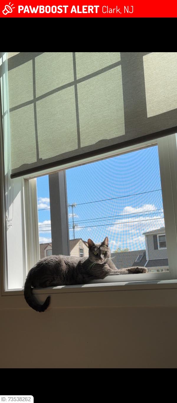 Lost Male Cat last seen Sheffield way st, Clark, NJ 07066