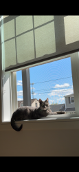 Lost Male Cat last seen Sheffield way st, Clark, NJ 07066