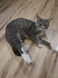 Reunited Male Cat last seen In the parking lot behind 2427 April Liu Lane, Charlotte, NC 28213