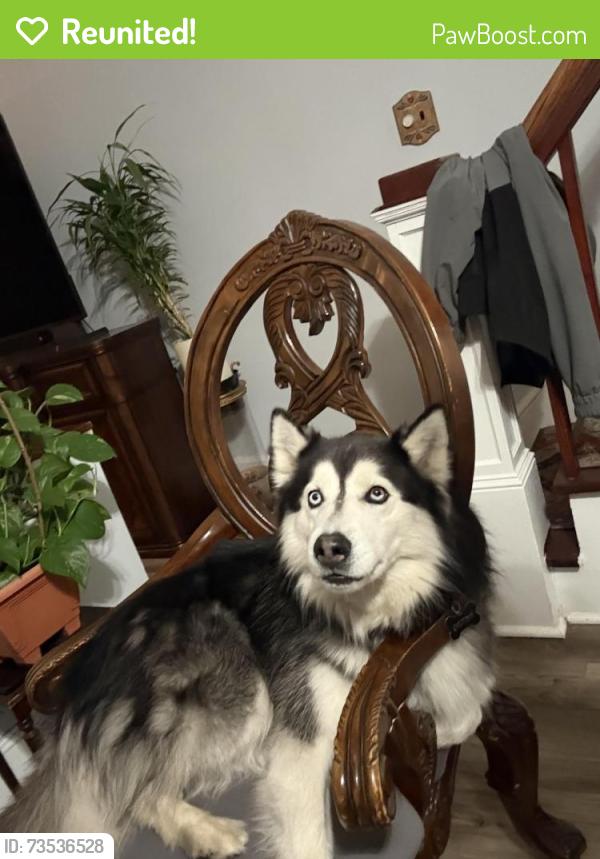 Reunited Male Dog last seen Hazle st, Wilkes-Barre, PA 18702