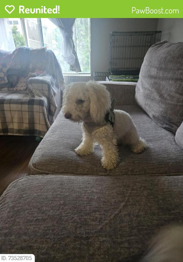 Reunited Female Dog last seen Yamaha golf in Burnsville, Burnsville, MN 55337