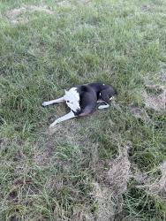 Reunited Male Dog last seen Near Highway 468 / Highway 18 in Brandonn, MS 39042, Brandon, MS 39042