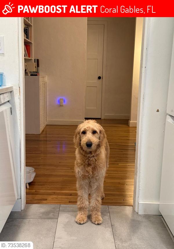 Lost Female Dog last seen Near Tangier street, Coral Gables, FL 33134