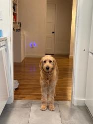 Lost Female Dog last seen Near Tangier street, Coral Gables, FL 33134