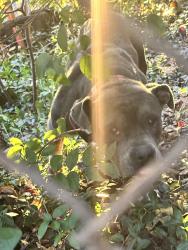 Found/Stray Female Dog last seen Penn ave, Pittsburgh, PA 15210