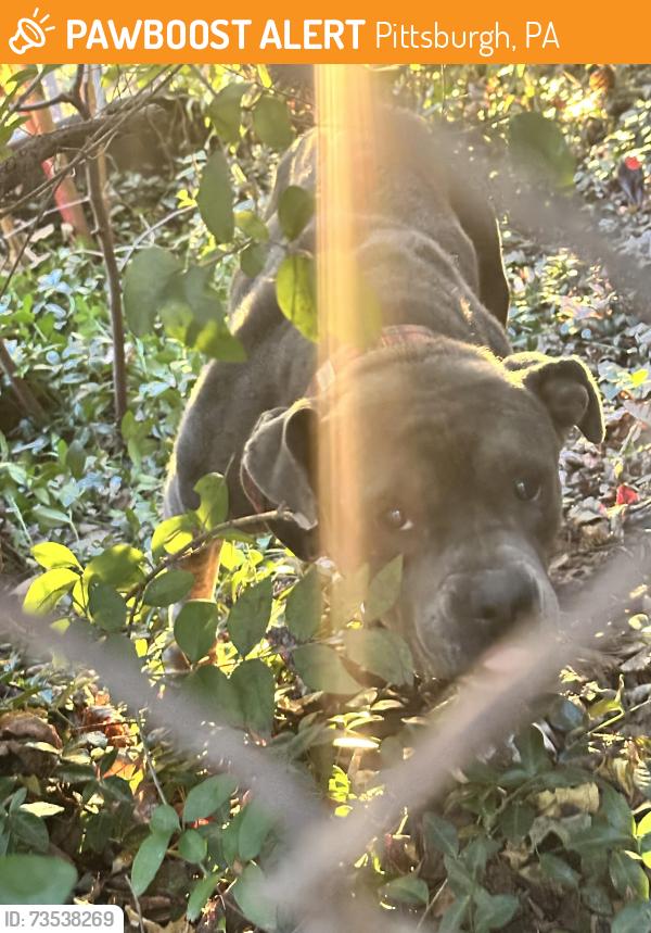 Found/Stray Female Dog last seen Penn ave, Pittsburgh, PA 15210