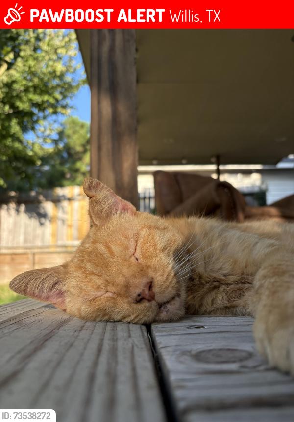 Lost Male Cat last seen Near n Buffalo circle, Willis, TX 77378