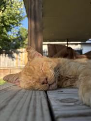 Lost Male Cat last seen Near n Buffalo circle, Willis, TX 77378
