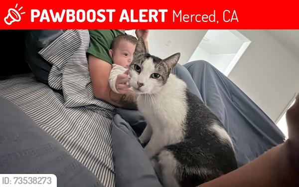 Lost Male Cat last seen Explorador Dr, Merced, CA 95340