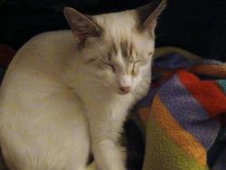 Found/Stray Male Cat last seen Gulf Dr and US 19, New Port Richey, FL 34652