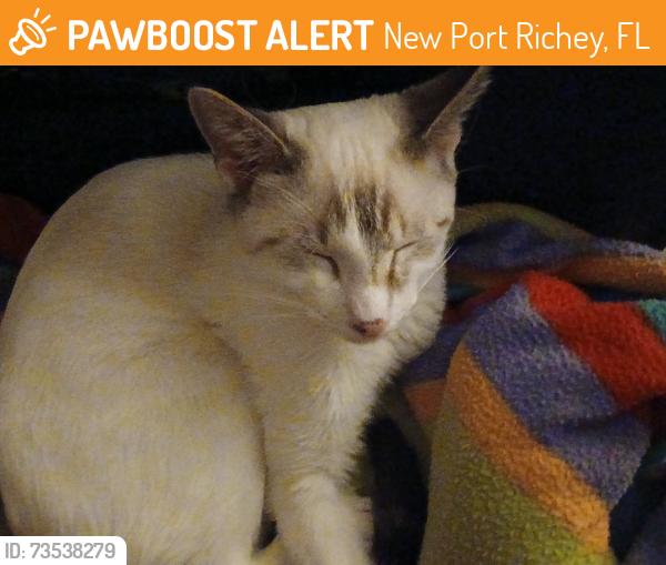 Found/Stray Male Cat last seen Gulf Dr and US 19, New Port Richey, FL 34652