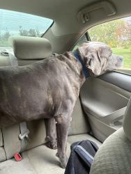 Found/Stray Male Dog last seen S Vallejo st on Huston lake park, Denver, CO 80223
