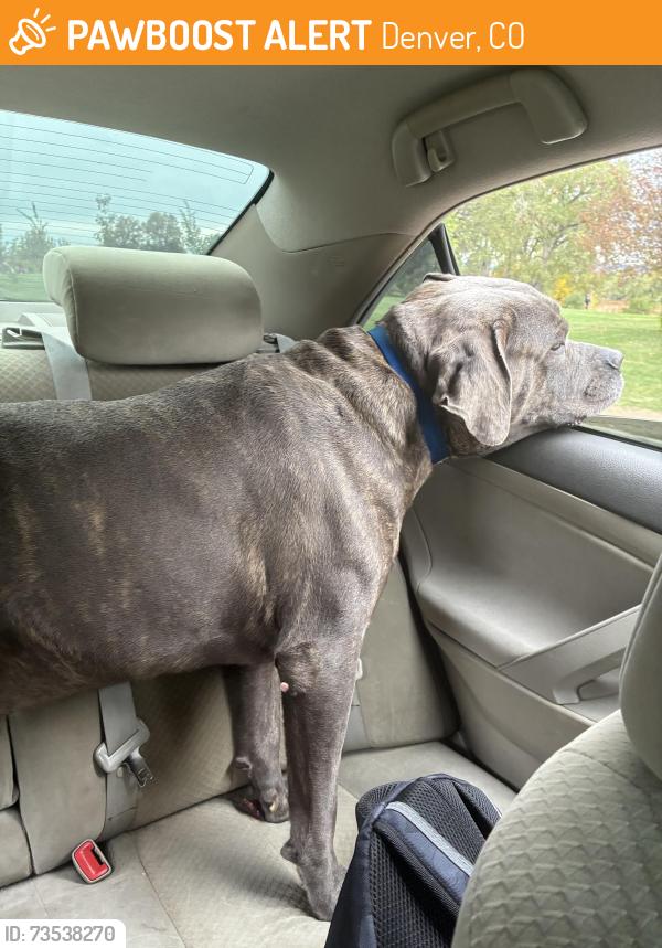 Found/Stray Male Dog last seen S Vallejo st on Huston lake park, Denver, CO 80223