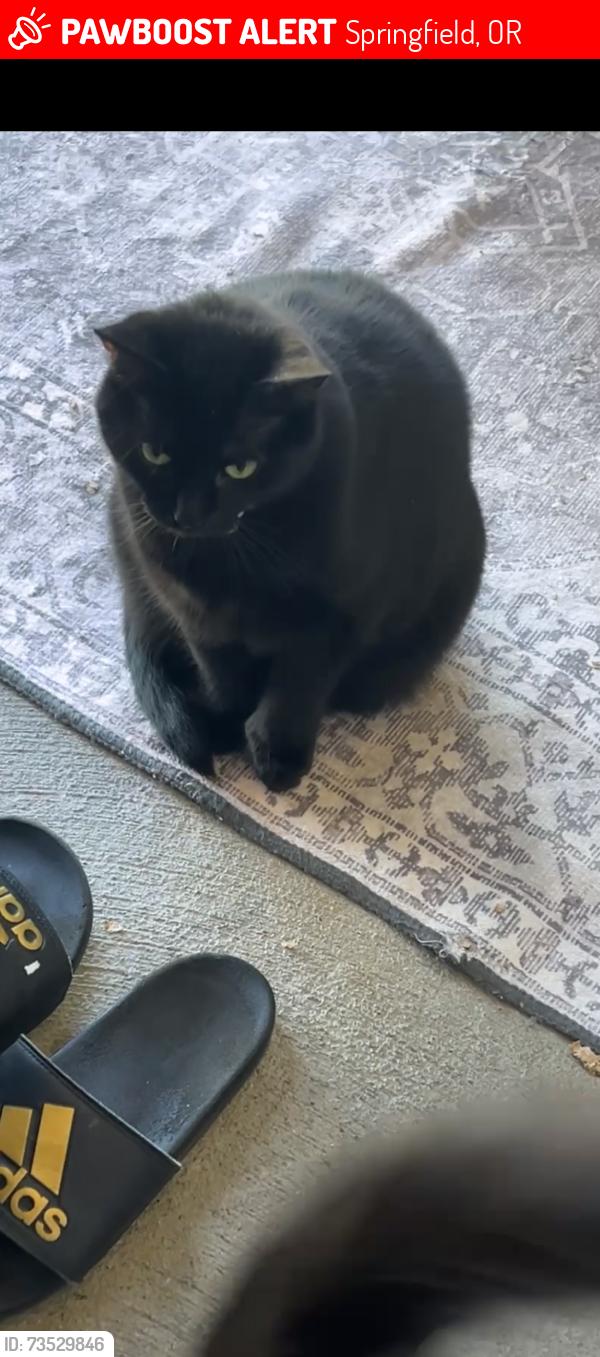 Lost Female Cat last seen Near G St., Springfield, OR 97477, Springfield, OR 97475