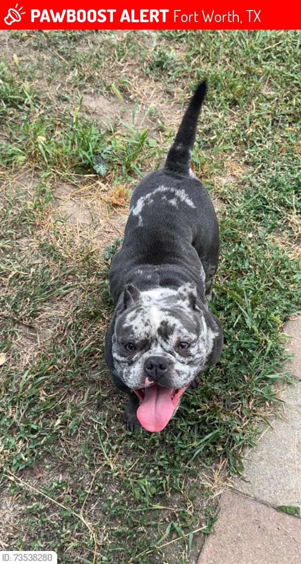 Lost Female Dog last seen S Jones st and ripy, Fort Worth, TX 76110