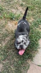 Lost Female Dog last seen S Jones st and ripy, Fort Worth, TX 76110