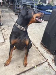 Reunited Male Dog last seen Magnolia and Lampson, Garden Grove, CA 92841