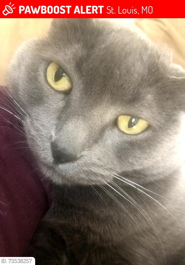 Lost Female Cat last seen Gravois ,South Grand ,Tennessee ,Miami Street ,Chippewa Cherokee, St. Louis, MO 63118