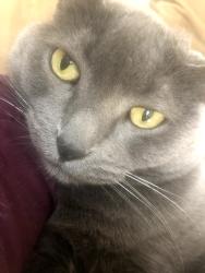 Lost Female Cat last seen Gravois ,South Grand ,Tennessee ,Miami Street ,Chippewa Cherokee, St. Louis, MO 63118