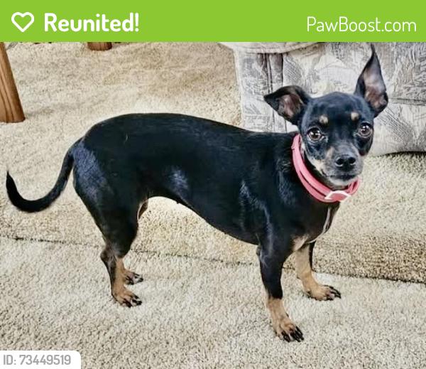 Reunited Female Dog last seen Down Town EXETER CA., South Huron, ON 