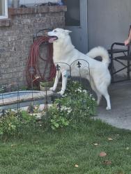 Found/Stray Male Dog last seen Tieton Dr, Yakima, WA 98908