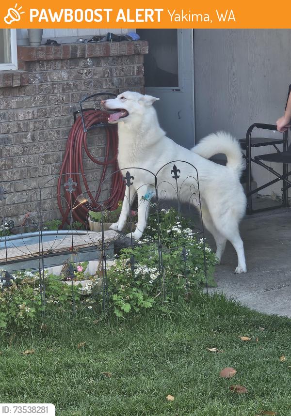 Found/Stray Male Dog last seen Tieton Dr, Yakima, WA 98908