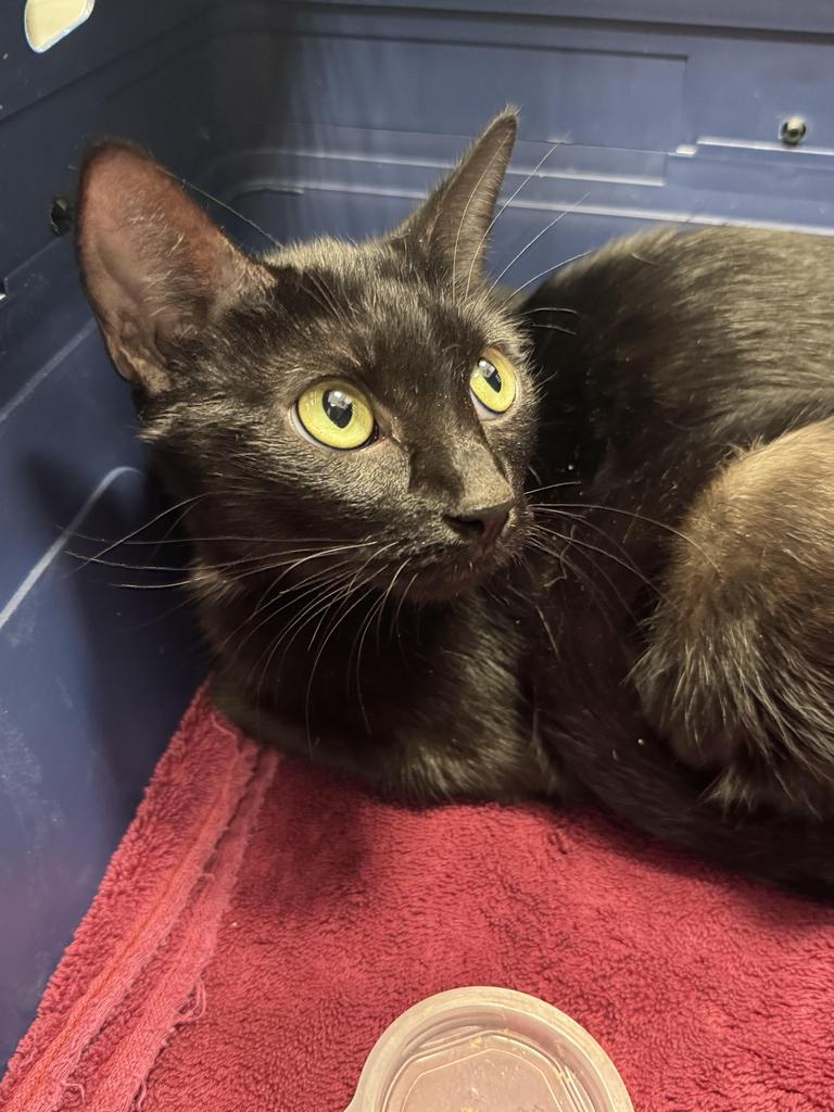Shelter Stray Female Cat last seen , 593 Fairview Ave N, St Paul, MN 55104, USA