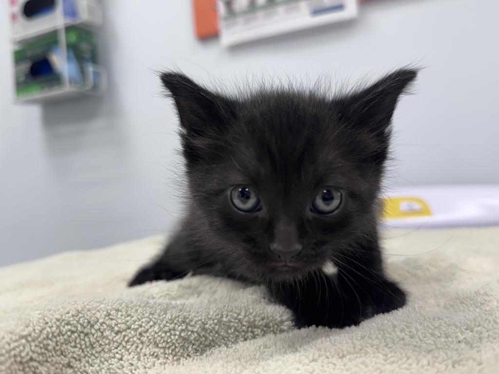 Shelter Stray Male Cat last seen , 593 Fairview Ave N, St Paul, MN 55104, USA